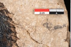 Foto (Detailansicht) von Araucaria sternbergii Goeppert (NHMW-GEO-2024-0188-8272)